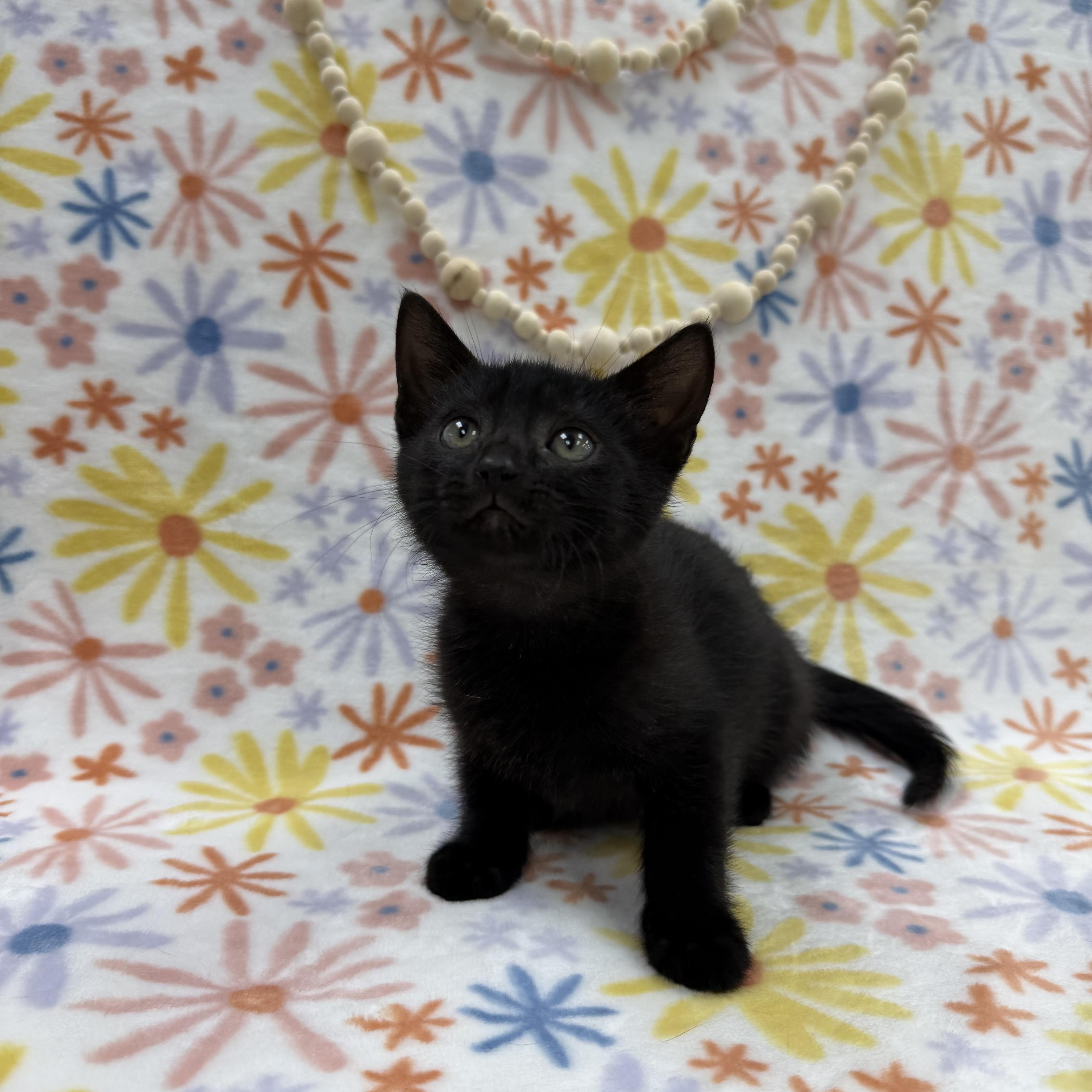 Enlarge Sapling, a ADOPTABLE Domestic Short Hair in Columbus, OH image 1/5