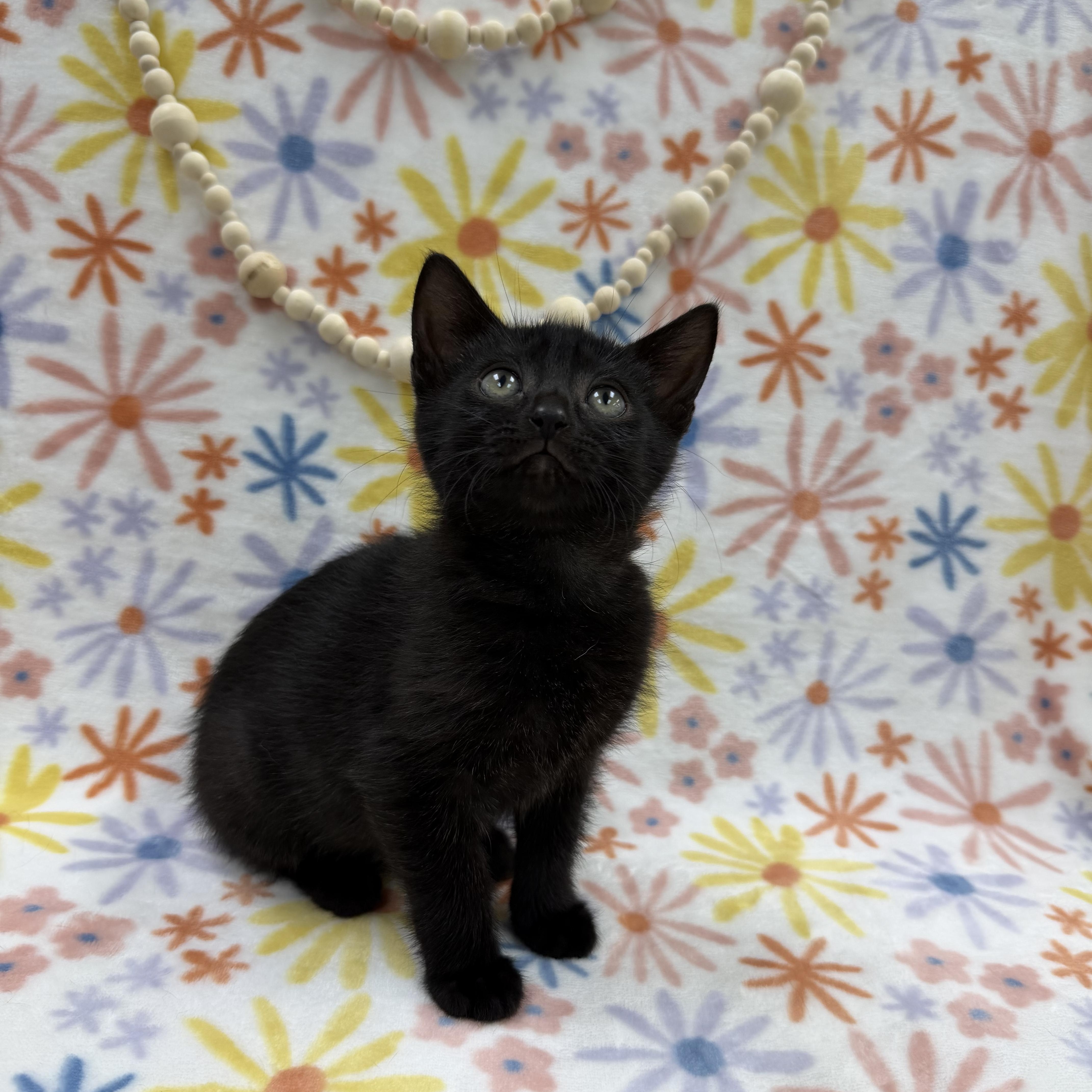 Enlarge Sapling, a ADOPTABLE Domestic Short Hair in Columbus, OH image 3/5