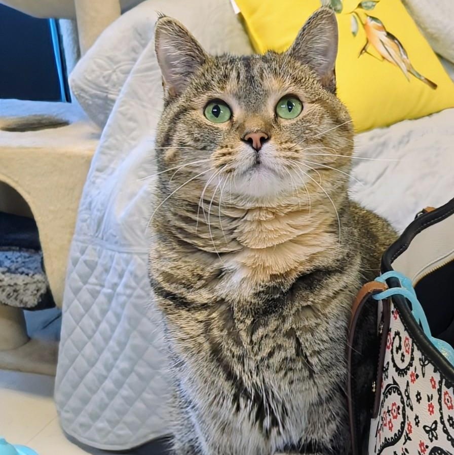 Kippa- Our longest resident kitty