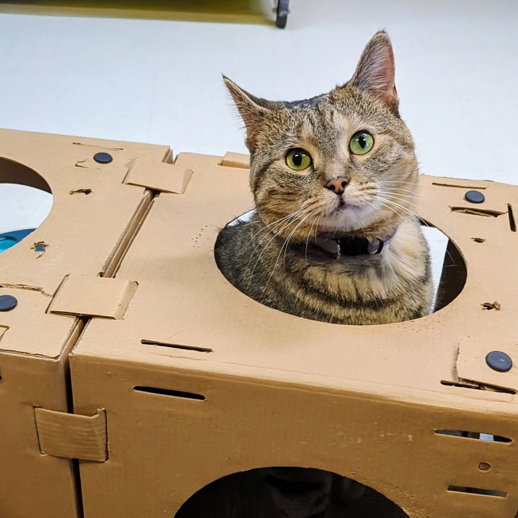 Enlarge Kippa- Our longest resident kitty, a Adoptable Domestic Short Hair in West Jefferson, OH image 5/5