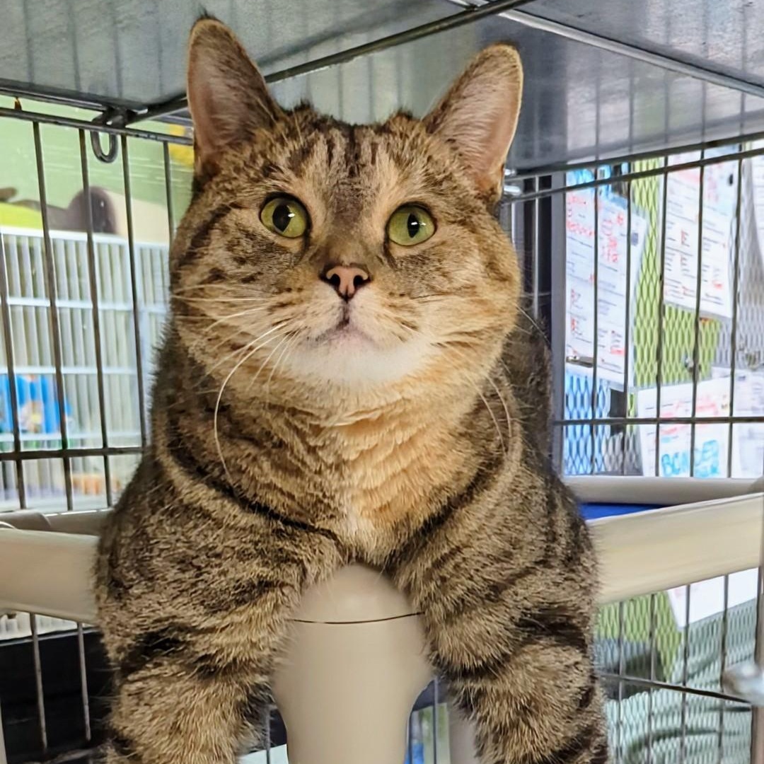 Enlarge Kippa- Our longest resident kitty, an adopted Domestic Short Hair in West Jefferson, OH image 3/6