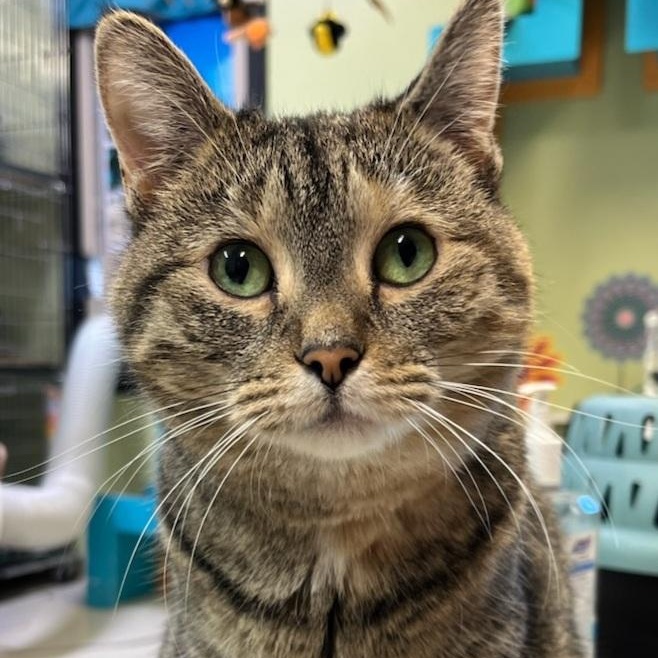 Enlarge Kippa- Our longest resident kitty, a Adoptable Domestic Short Hair in West Jefferson, OH image 3/5