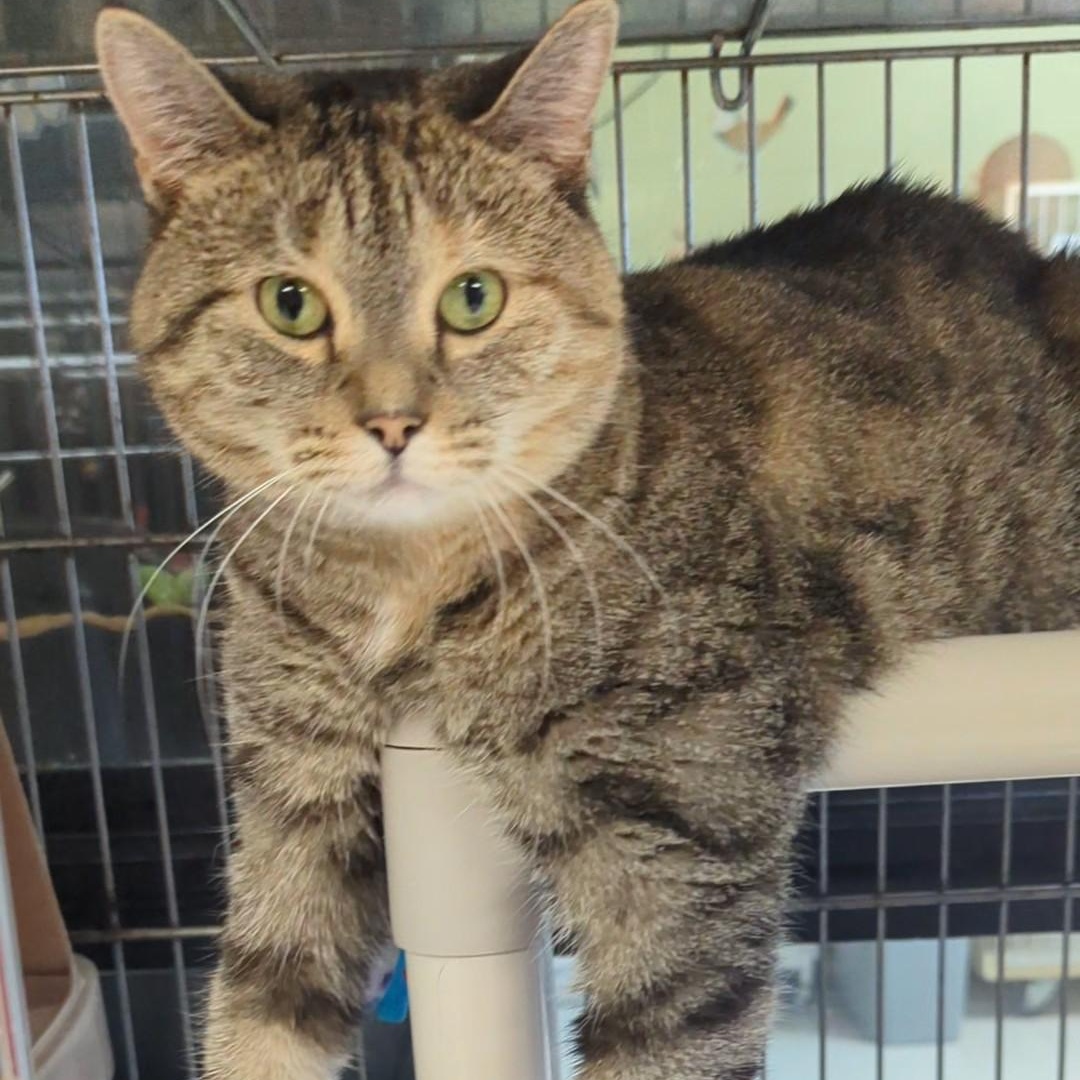 Enlarge Kippa- Our longest resident kitty, a Adoptable Domestic Short Hair in West Jefferson, OH image 2/5