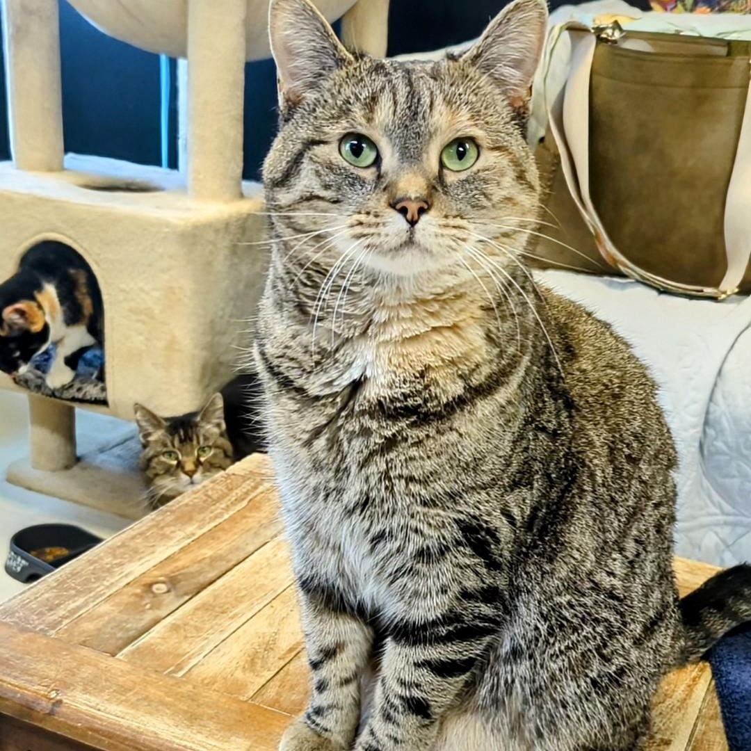 Enlarge Kippa- Our longest resident kitty, a Adoptable Domestic Short Hair in West Jefferson, OH image 4/5