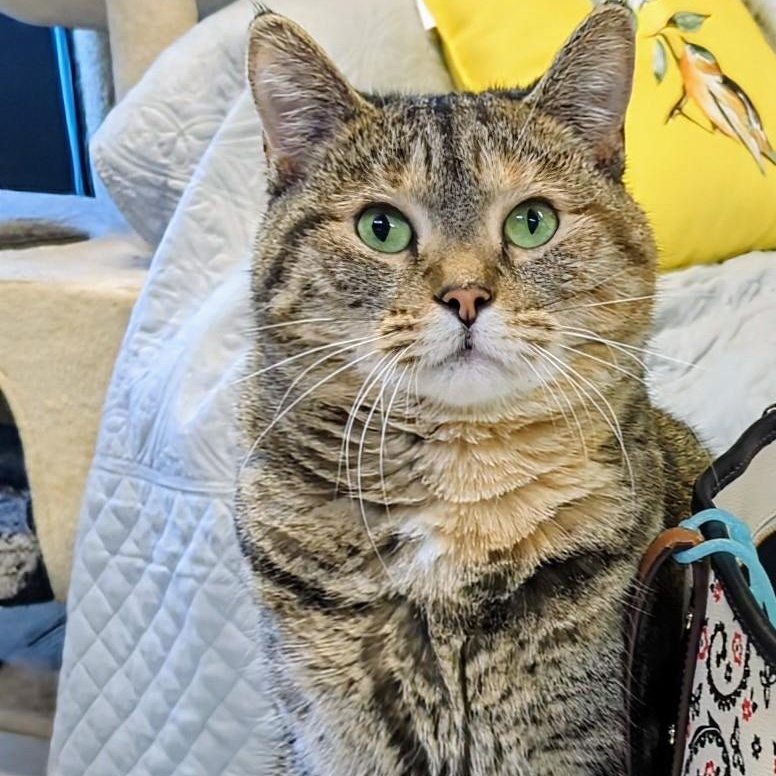 Enlarge Kippa- Our longest resident kitty, a Adoptable Domestic Short Hair in West Jefferson, OH image 1/5