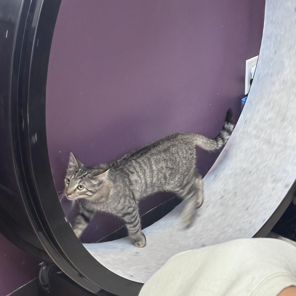 Enlarge Thumbtack, a Adoptable Domestic Short Hair in Branson, MO image 2/6