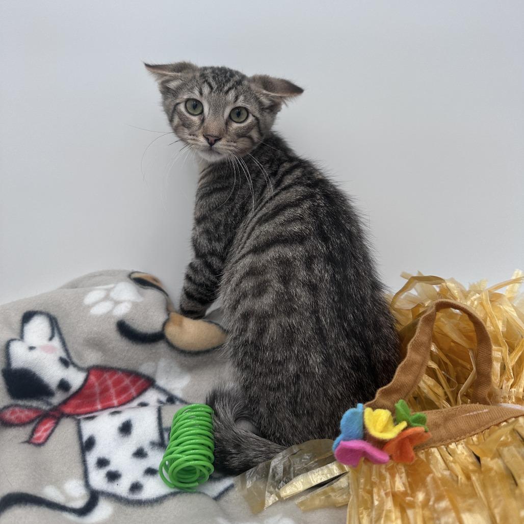 Enlarge Thumbtack, a Adoptable Domestic Short Hair in Branson, MO image 3/6