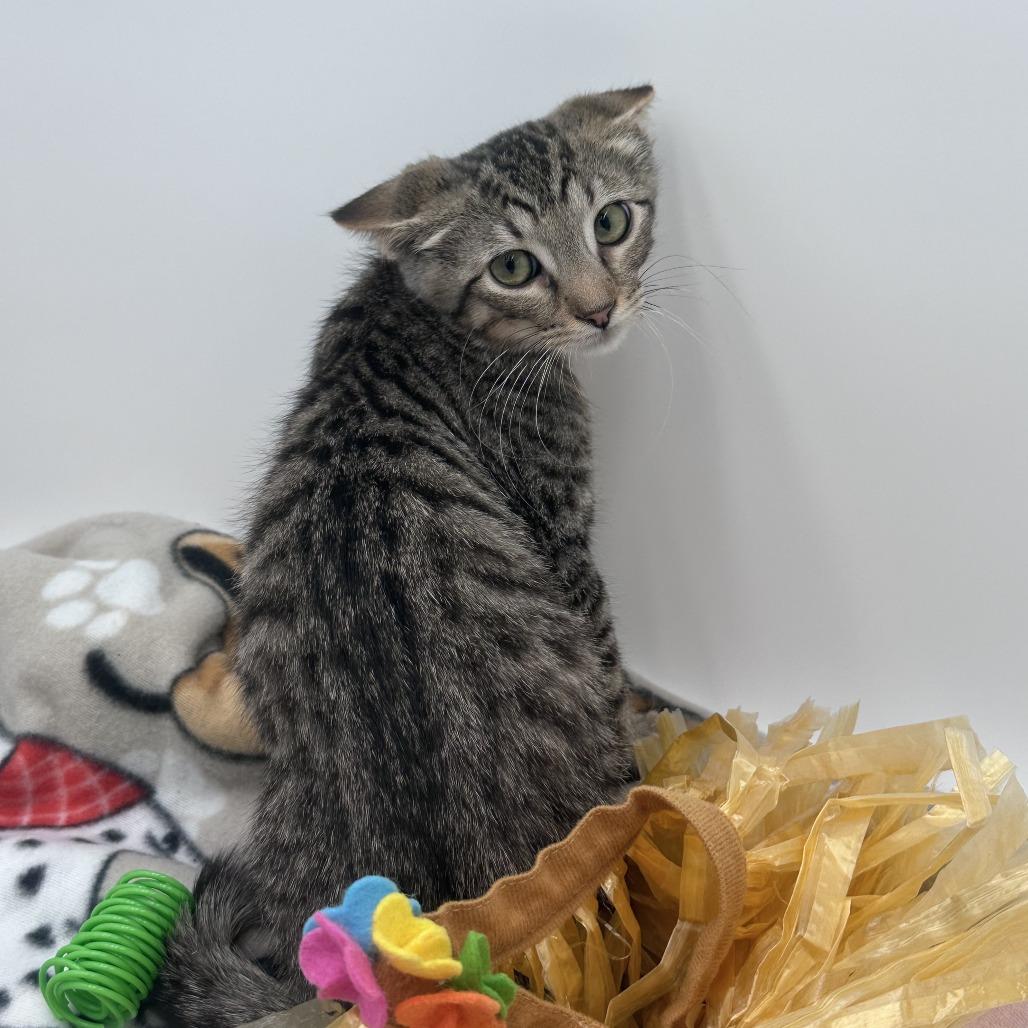 Enlarge Thumbtack, a Adoptable Domestic Short Hair in Branson, MO image 4/6