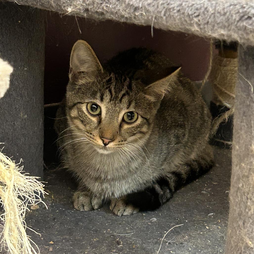 Enlarge Thumbtack, a Adoptable Domestic Short Hair in Branson, MO image 5/6
