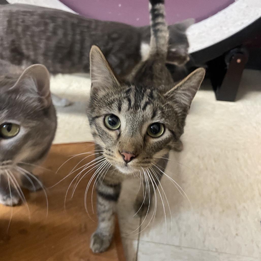 Enlarge Thumbtack, a Adoptable Domestic Short Hair in Branson, MO image 6/6