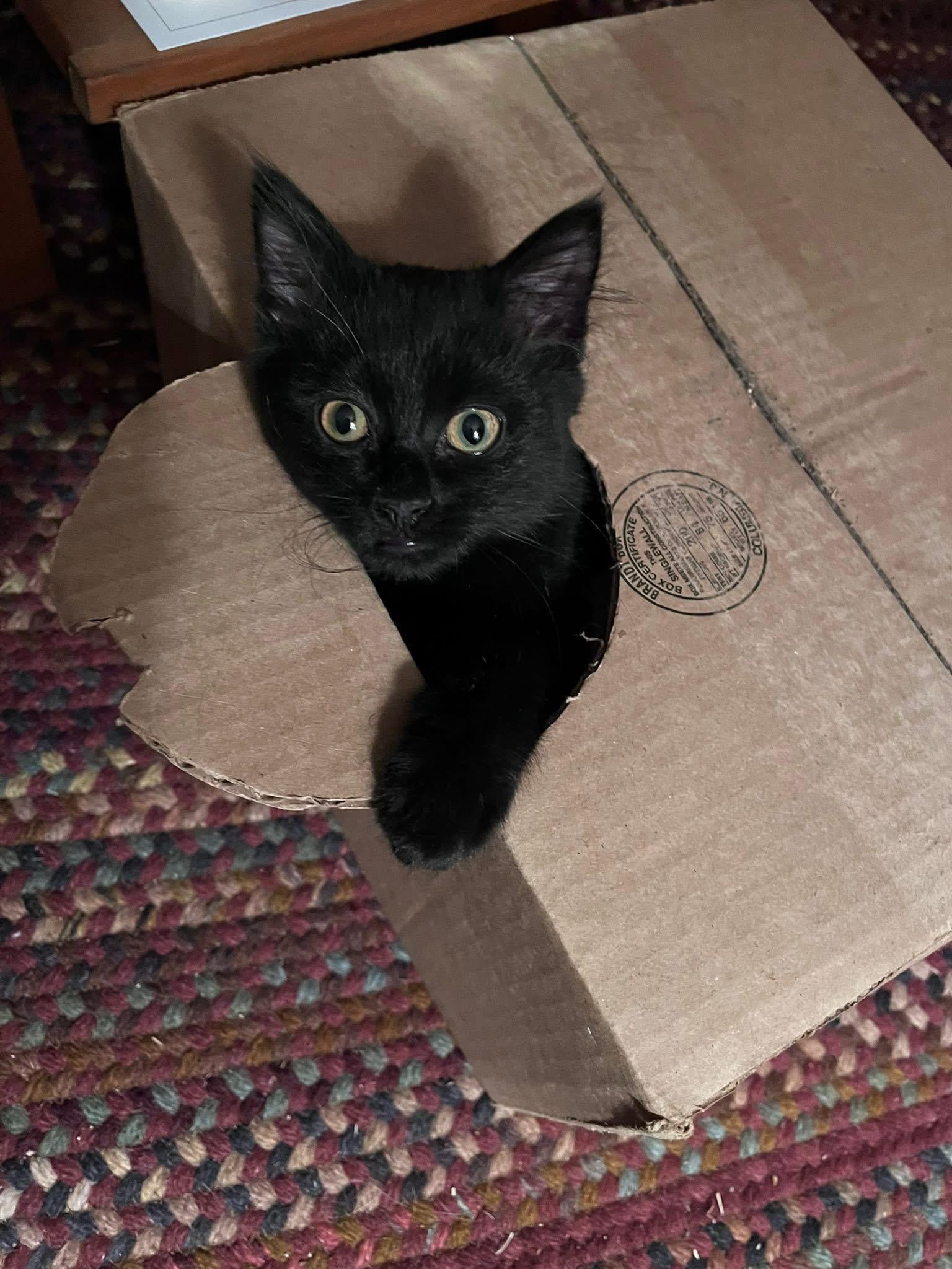 Enlarge Dobby, a Adoptable Domestic Short Hair in Acushnet, MA image 4/5