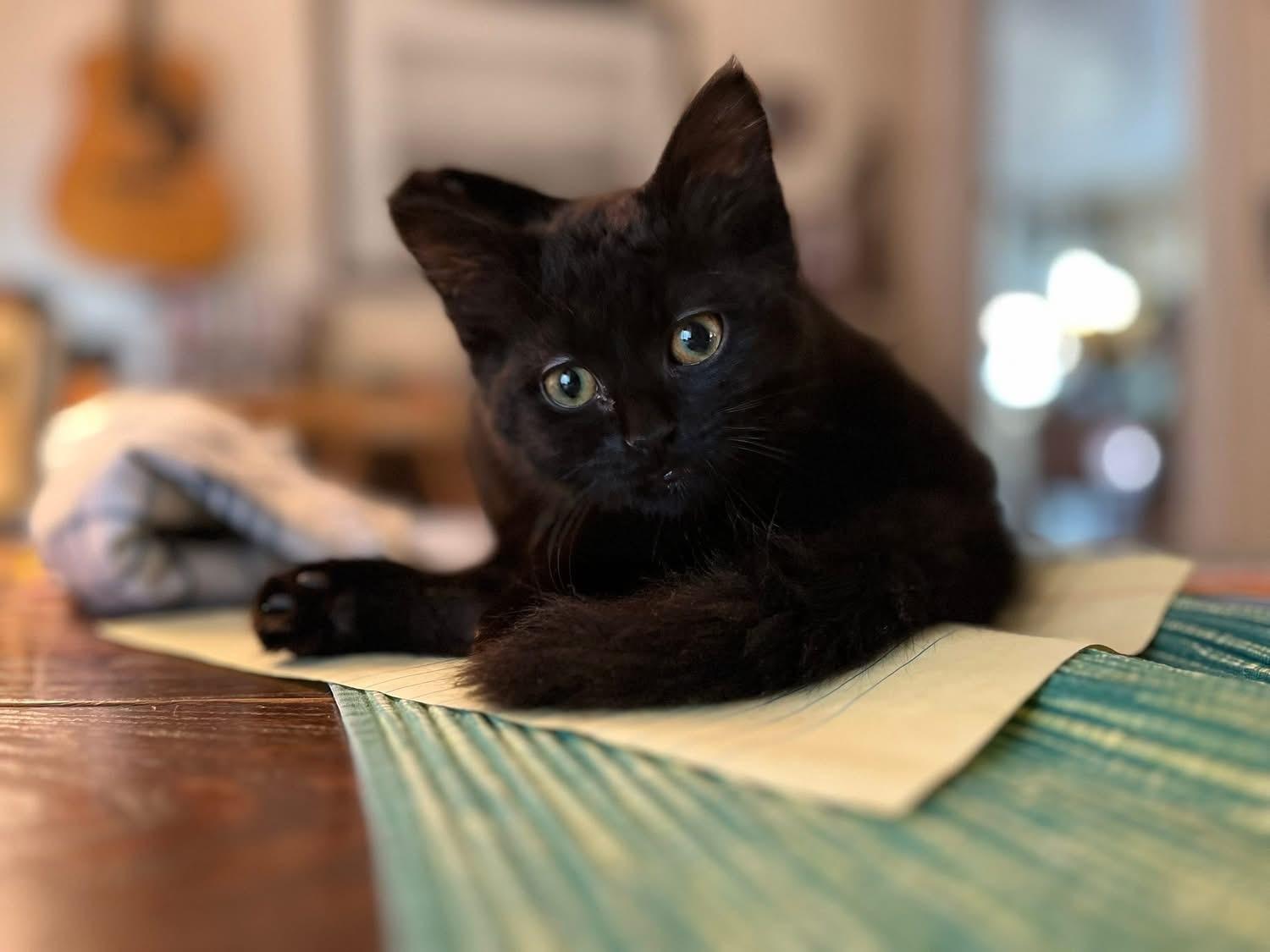 Dobby, Adoptable, Kitten Male Domestic Short Hair.