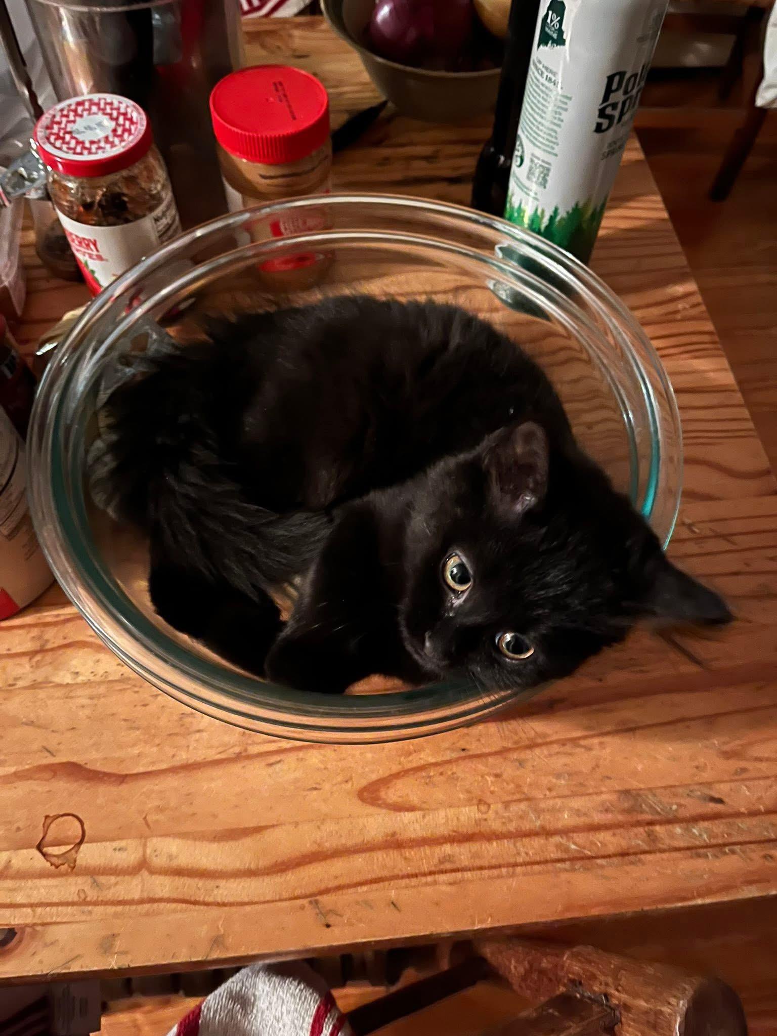 Enlarge Dobby, a Adoptable Domestic Short Hair in Acushnet, MA image 5/5