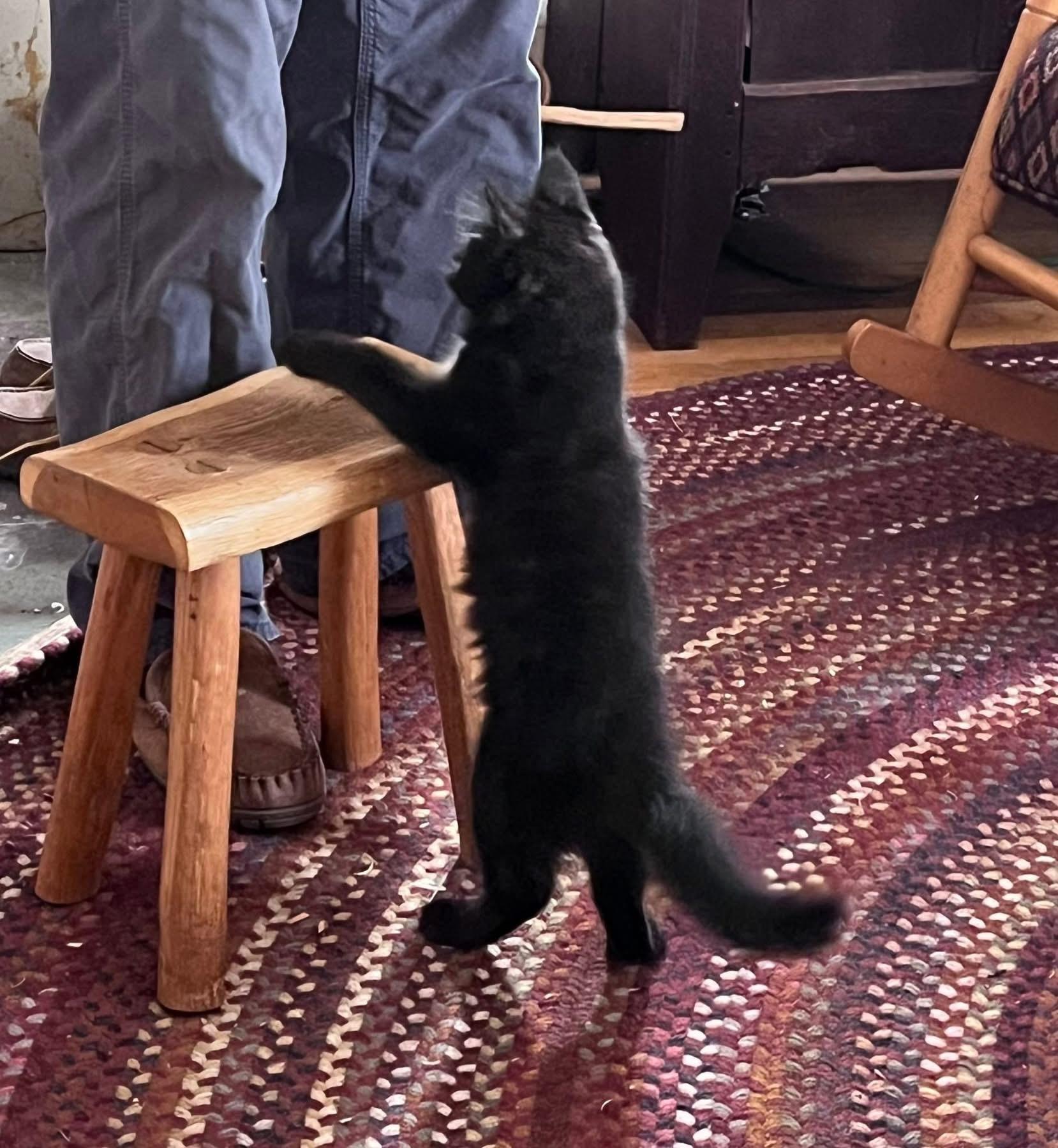 Enlarge Dobby, a Adoptable Domestic Short Hair in Acushnet, MA image 3/5