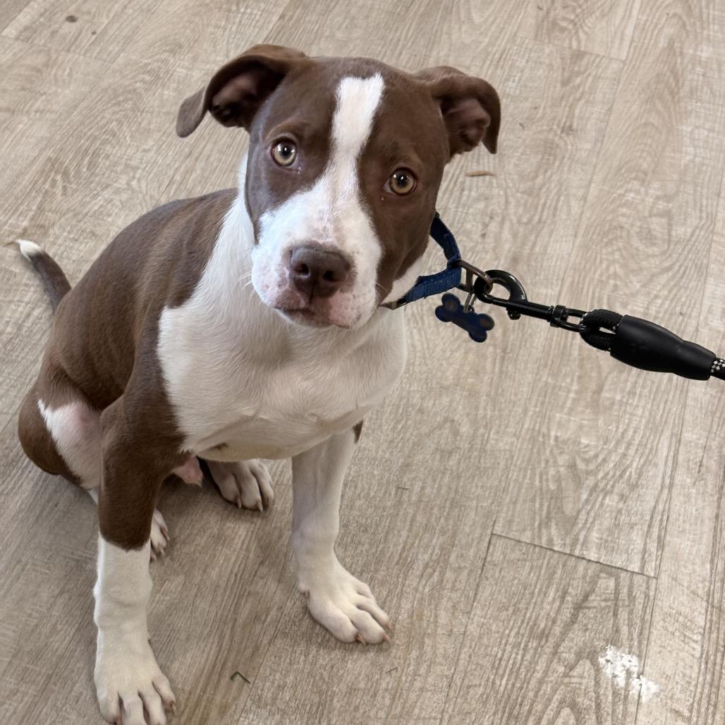 Brandon, Adoptable, Puppy Male Mixed Breed.