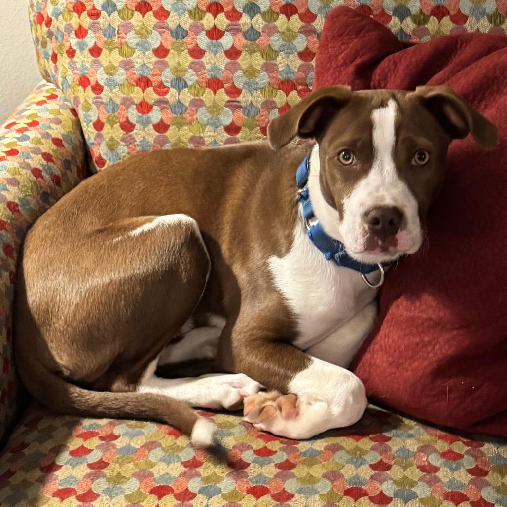 Brandon, a Adoptable Mixed Breed in Little Rock, AR image 2/6