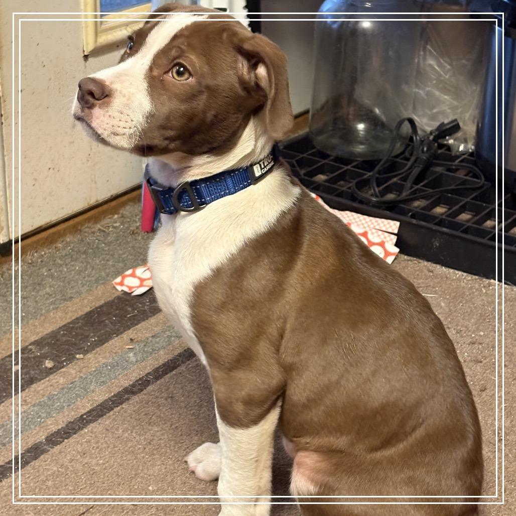 Brandon, Adoptable, Puppy Male Mixed Breed.