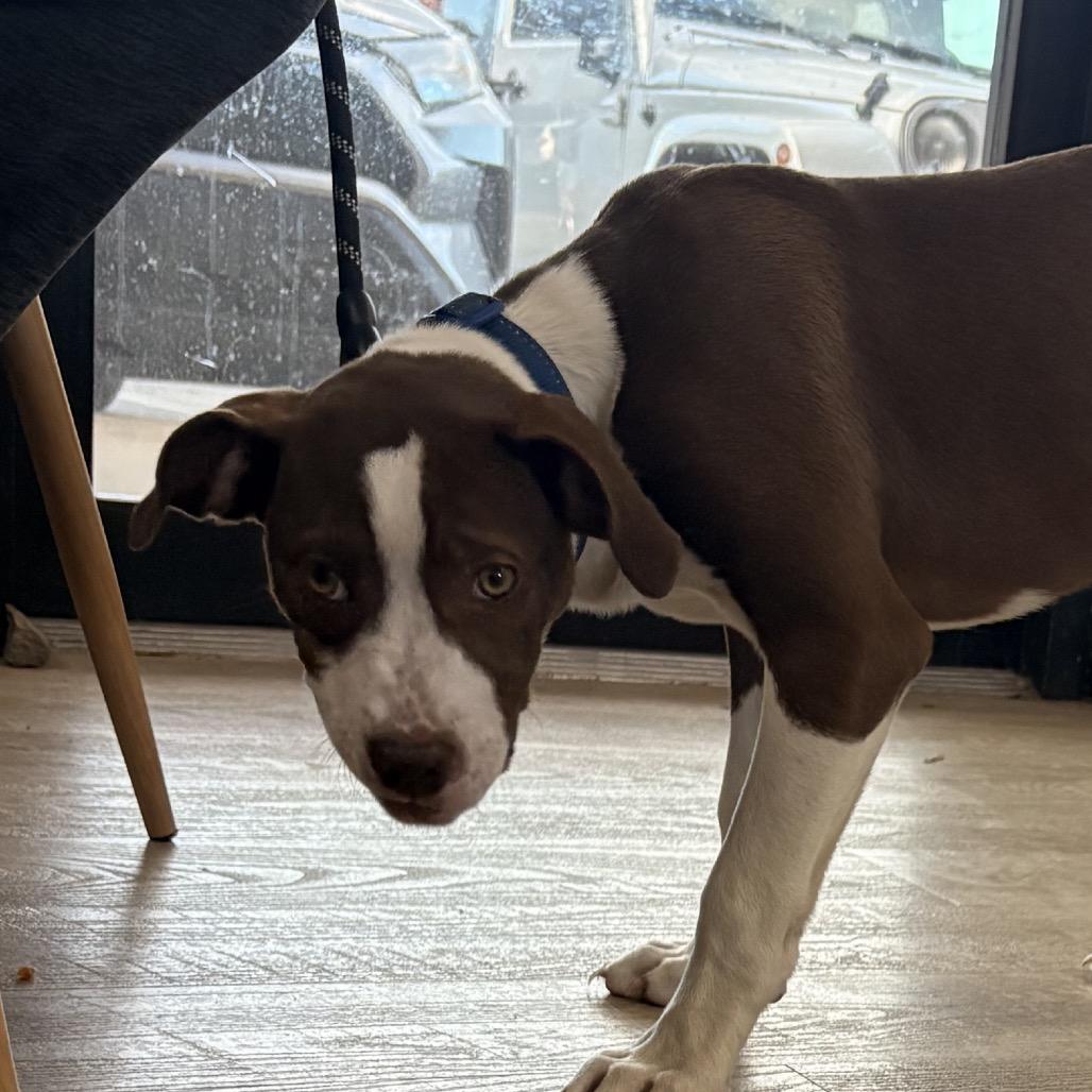 Brandon, a Adoptable Mixed Breed in Little Rock, AR image 4/6