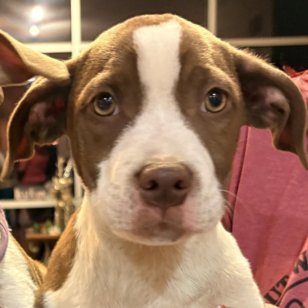 Brandon, a Adoptable Mixed Breed in Little Rock, AR image 2/2