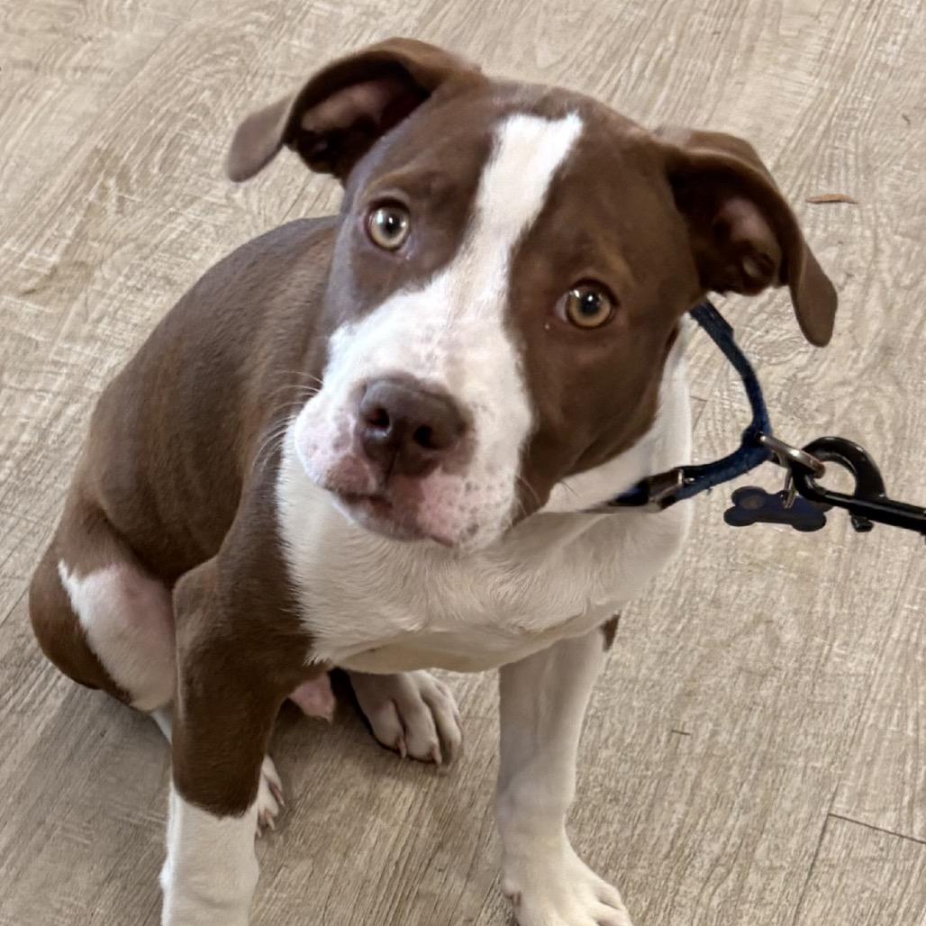 Brandon, a Adoptable Mixed Breed in Little Rock, AR image 6/6