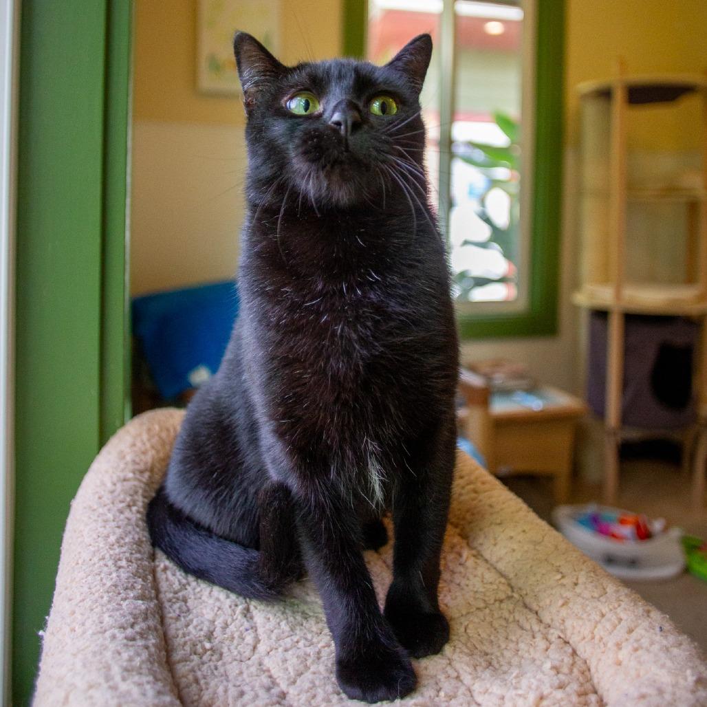 Enlarge Bagheera, a Adoptable Domestic Short Hair in Kailua Kona, HI image 1/6