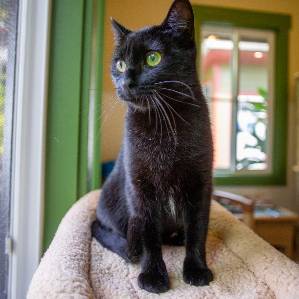 Enlarge Bagheera, a Adoptable Domestic Short Hair in Kailua Kona, HI image 2/6