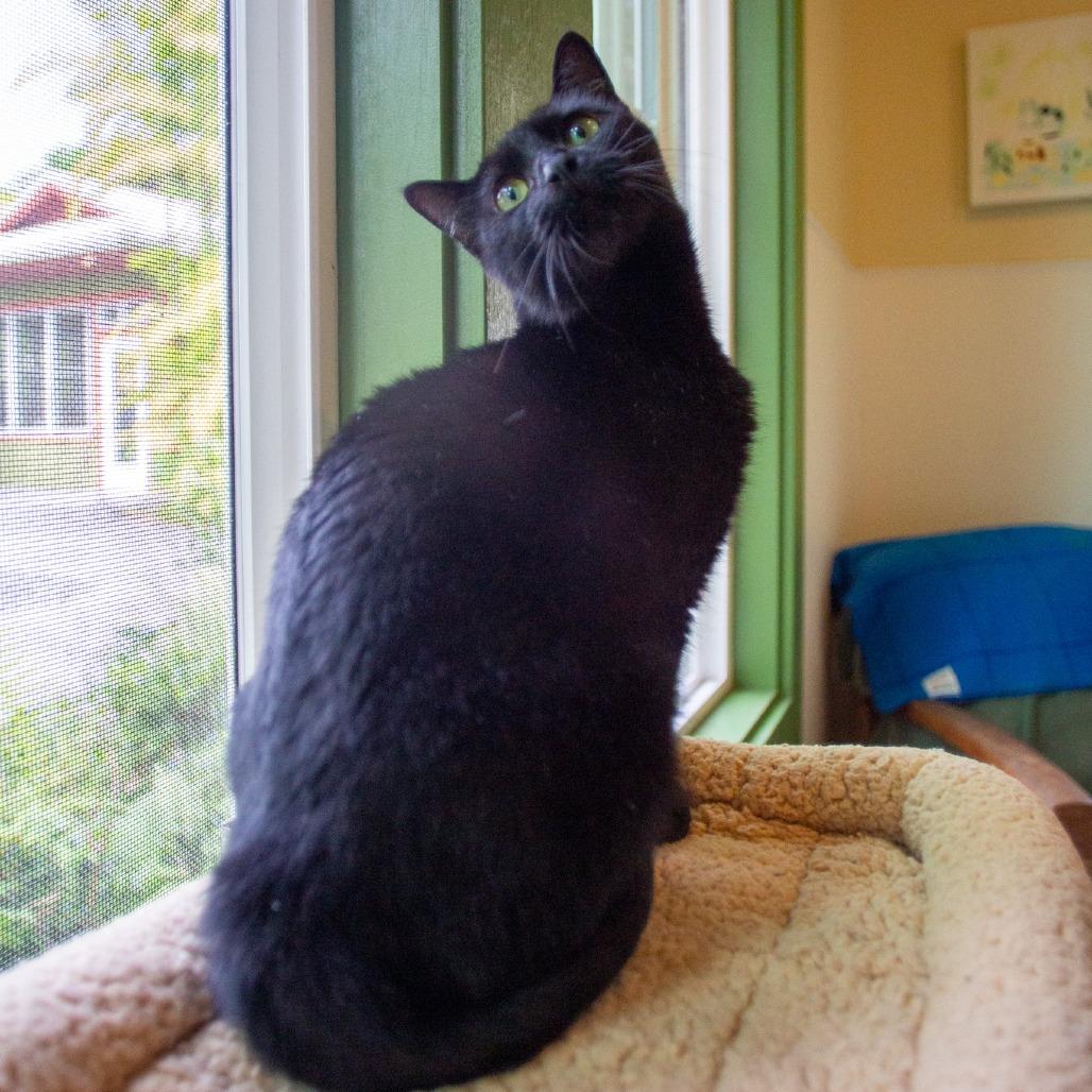 Enlarge Bagheera, a Adoptable Domestic Short Hair in Kailua Kona, HI image 3/6