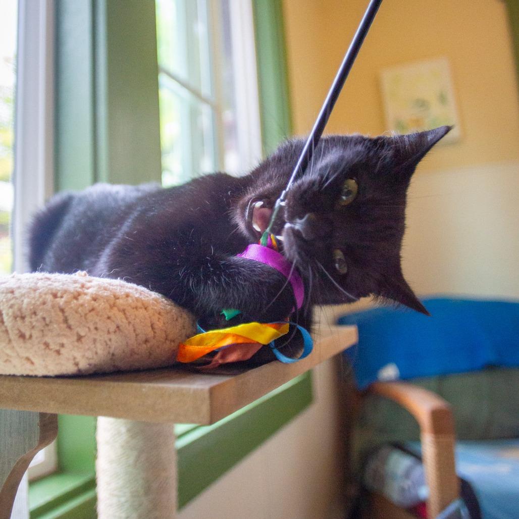 Enlarge Bagheera, a Adoptable Domestic Short Hair in Kailua Kona, HI image 4/6