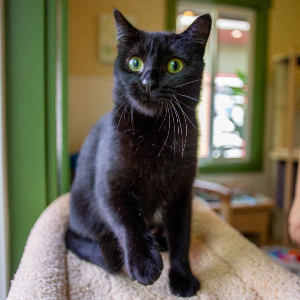 Enlarge Bagheera, a Adoptable Domestic Short Hair in Kailua Kona, HI image 5/6