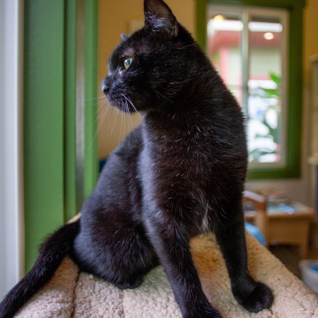 Enlarge Bagheera, a Adoptable Domestic Short Hair in Kailua Kona, HI image 6/6