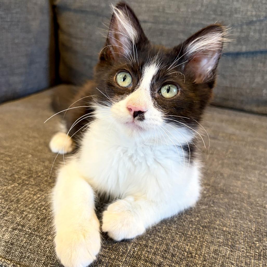 Black Jack, Adoptable, Kitten Male Domestic Long Hair.