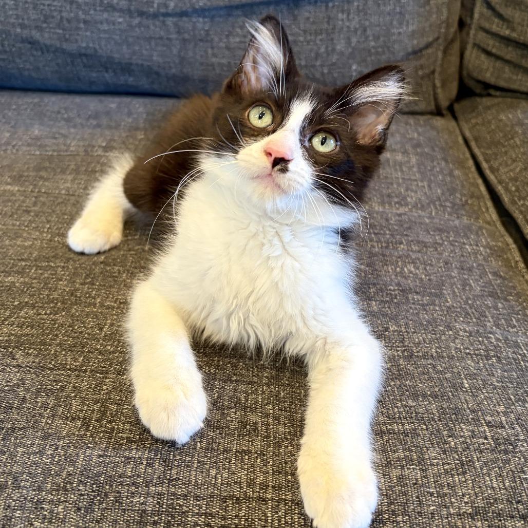Black Jack, a Adoptable Domestic Long Hair in Costa Mesa, CA image 2/6