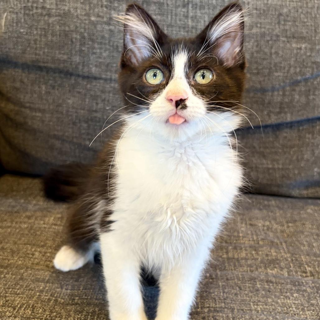 Black Jack, a Adoptable Domestic Long Hair in Costa Mesa, CA image 3/6