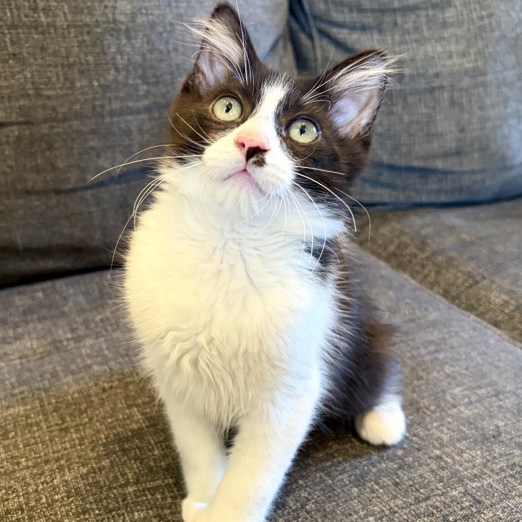 Black Jack, a Adoptable Domestic Long Hair in Costa Mesa, CA image 4/6
