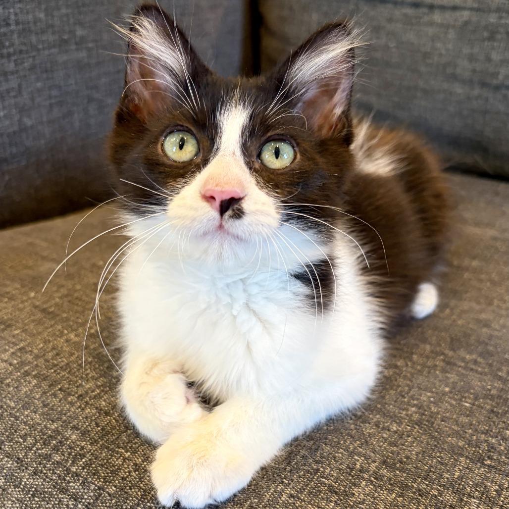 Black Jack, a Adoptable Domestic Long Hair in Costa Mesa, CA image 5/6
