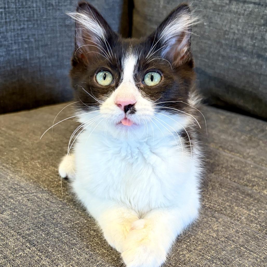 Black Jack, a Adoptable Domestic Long Hair in Costa Mesa, CA image 6/6