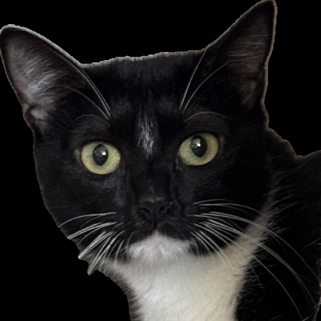 Enlarge Bentley, a Adoptable Domestic Short Hair in Salisbury, MA image 1/1