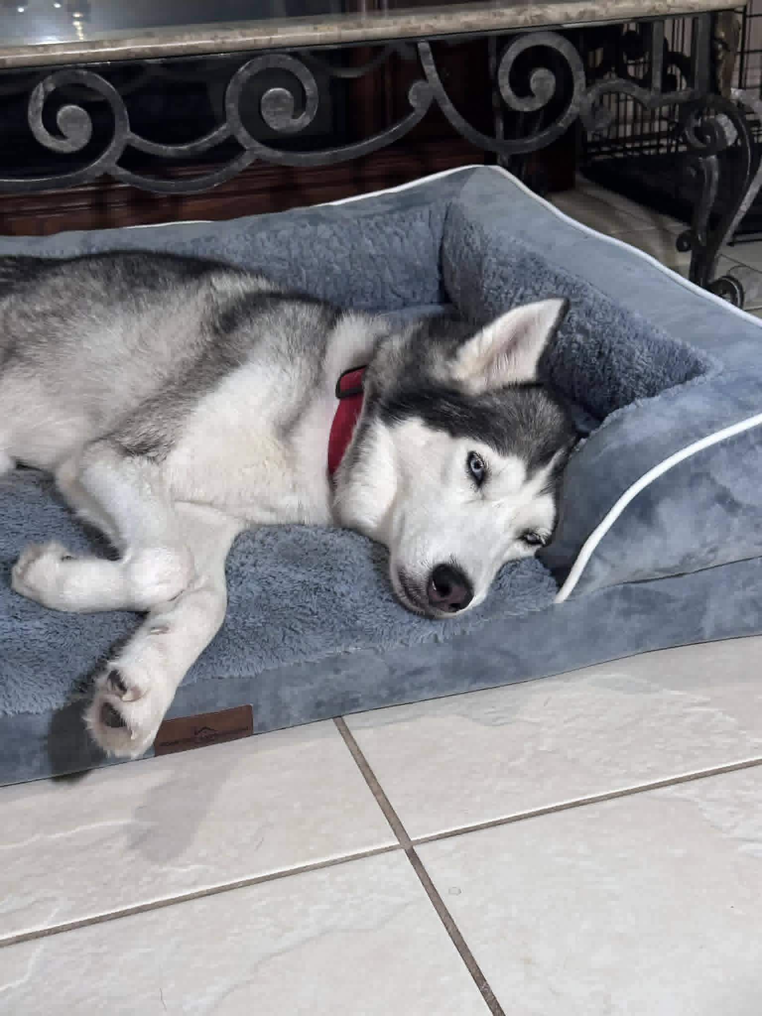 Enlarge Olivia, an adopted Husky in New Smyrna Beach, FL image 2/3