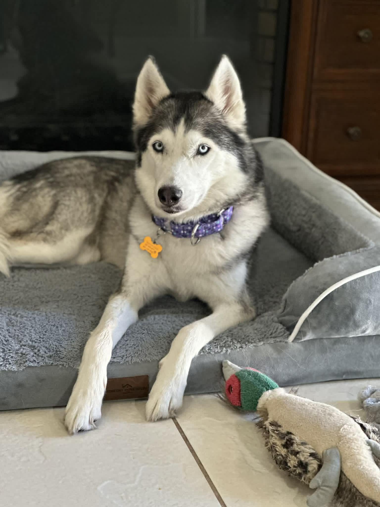 Olivia, adopted, Young Female Husky.