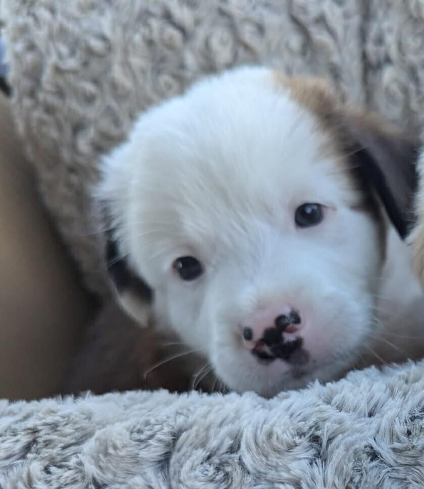 Tug #5248, Adoptable, Puppy Male Australian Shepherd.