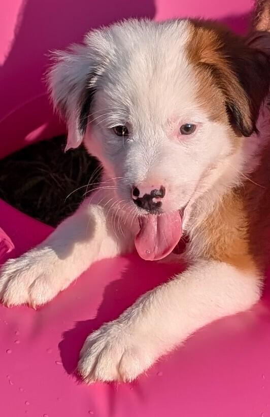 Tug #5248, a Adoptable mixed breed in Charlotte, NC image 2/6