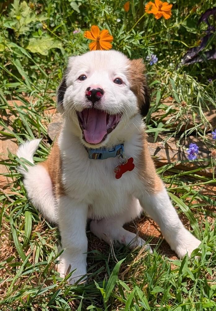 Tug #5248, a Adoptable mixed breed in Charlotte, NC image 3/6