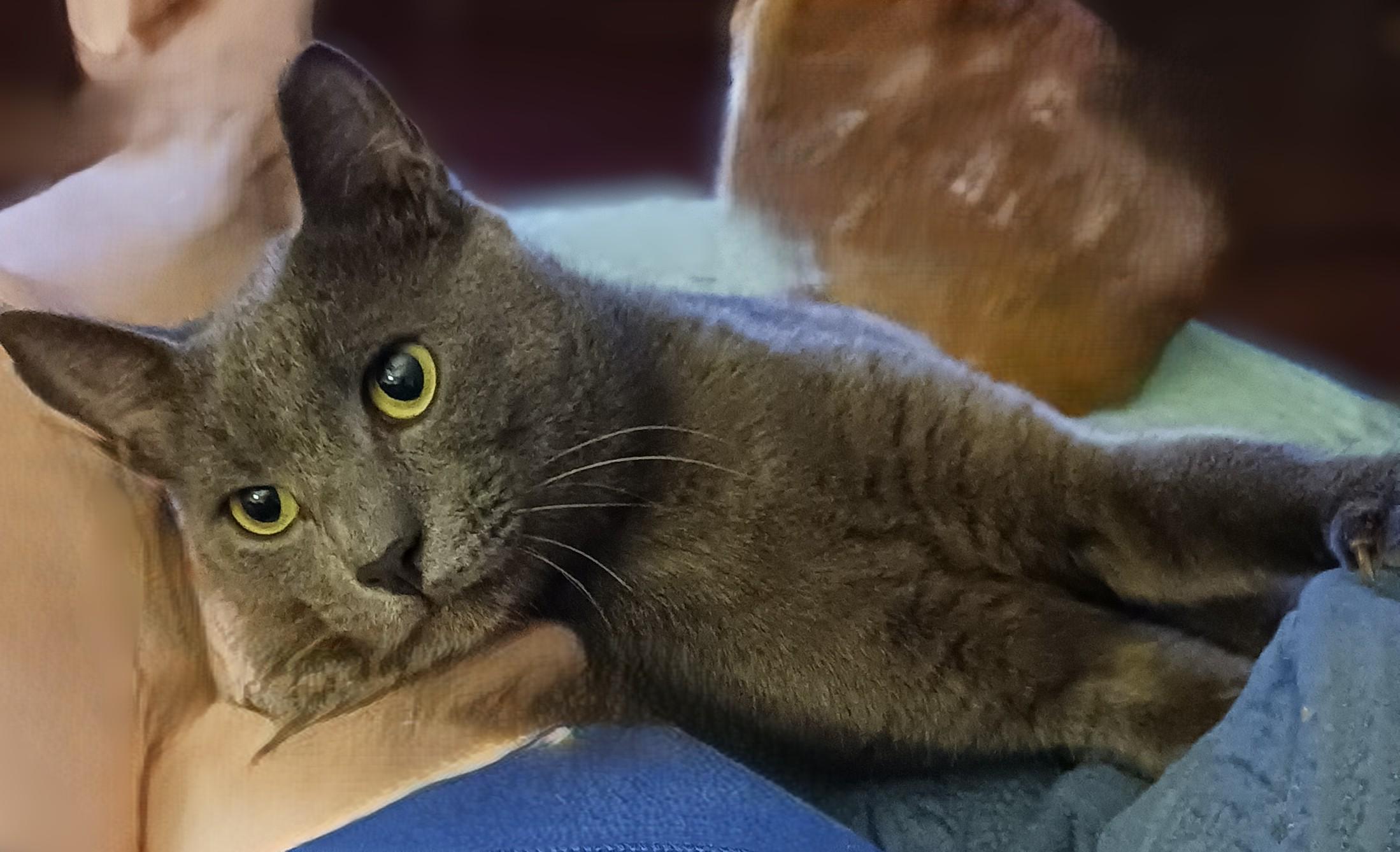 Enlarge Franklin, a Adoptable Domestic Short Hair in Charlotte, NC image 5/6