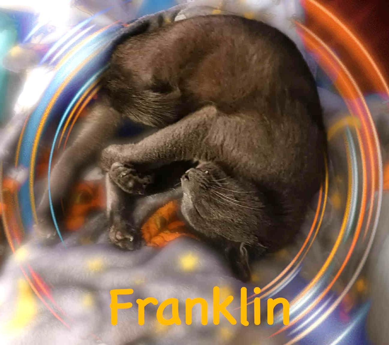 Enlarge Franklin, a Adoptable Domestic Short Hair in Charlotte, NC image 4/6