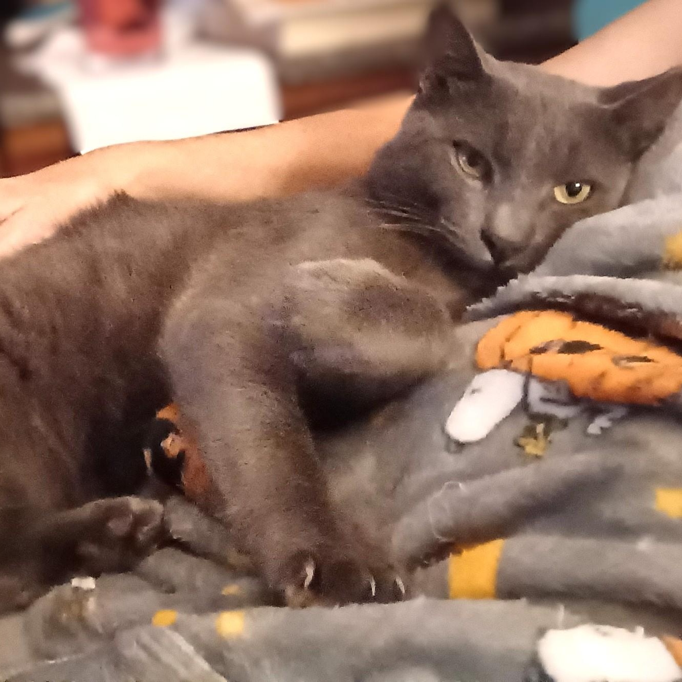 Franklin, Adoptable, Adult Male Domestic Short Hair & Russian Blue.