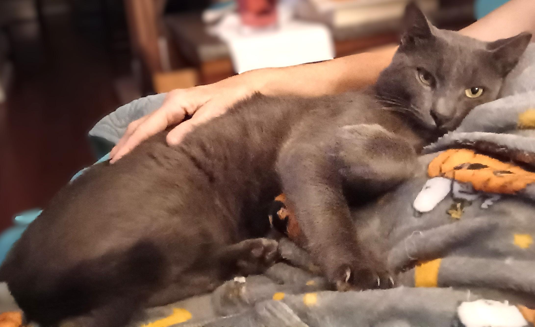 Enlarge Franklin, a Adoptable Domestic Short Hair in Charlotte, NC image 3/6