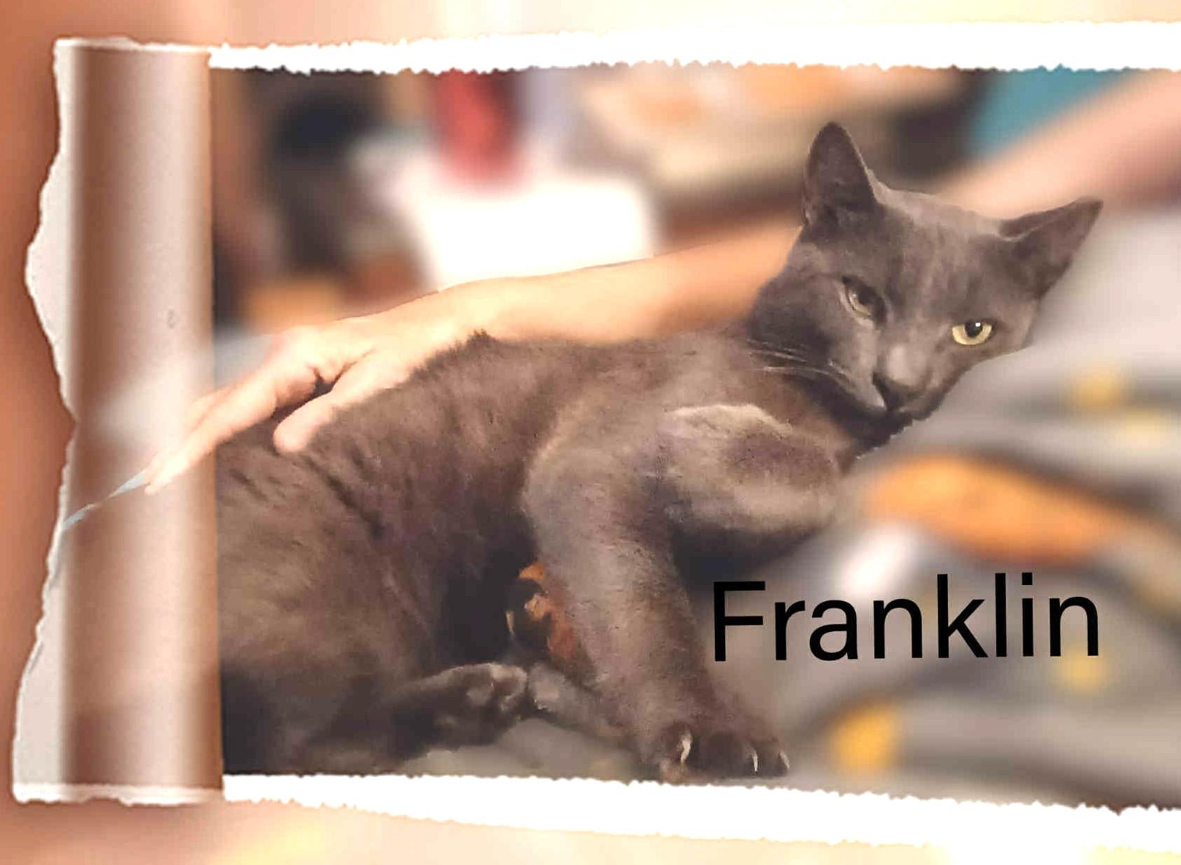 Enlarge Franklin, a Adoptable Domestic Short Hair in Charlotte, NC image 6/6