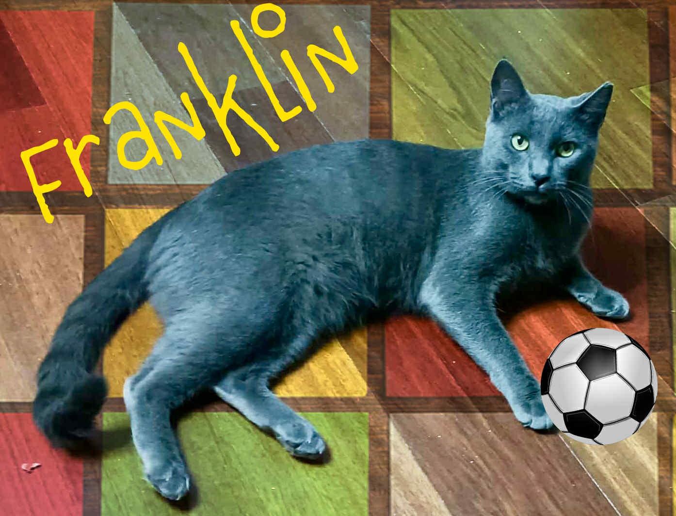 Enlarge Franklin, a Adoptable Domestic Short Hair in Charlotte, NC image 1/6