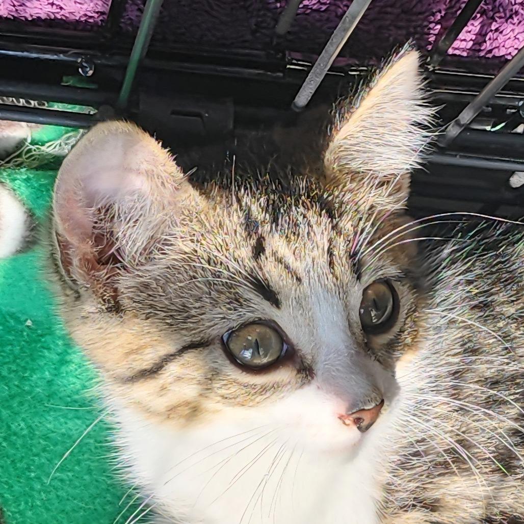 Enlarge Enola, a Adoptable Domestic Short Hair in Potomac, MD image 1/2