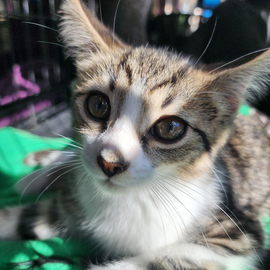 Enlarge Enola, a Adoptable Domestic Short Hair in Potomac, MD image 2/2